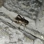 In foto un grillo