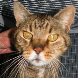 Stava morendo di fame: gatto Grigio (così ribattezzato) salvato dall'ENPA. Ora cerca una famiglia