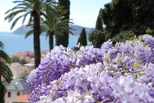 Alassio, apertura al pubblico dei giardini di Villa Pergola Alassio, apertura al pubblico dei giardini di Villa Pergola