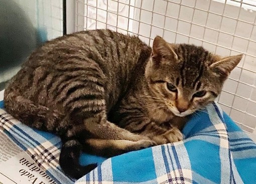 L'appello dell'Enpa: "Gattino di pochi mesi cerca casa" (FOTO) L'appello dell'Enpa: "Gattino di pochi mesi cerca casa" (FOTO)