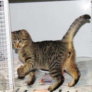 Millesimo, gattino abbandonato in un cassonetto della spazzatura
