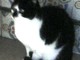 Non ha i soldi per comprare il cibo al suo gatto, l'appello dell'Enpa: "Aiutiamolo" Non ha i soldi per comprare il cibo al suo gatto, l'appello dell'Enpa: "Aiutiamolo"