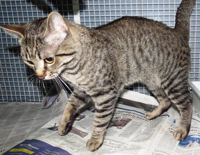 Chi ha perduto (o abbandonato) questo affettuosissimo gattone? Chi ha perduto (o abbandonato) questo affettuosissimo gattone?