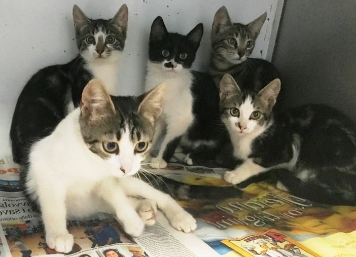 Savona, una cucciolata di cinque gattini cerca casa