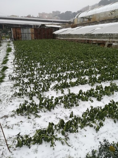 Danni neve e gelo. Cia Liguria lancia una 'diretta' con gli associati per capire la gravità della situazione