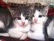 Spotorno: apericena prenatalizia a favore dei gatti bisognosi