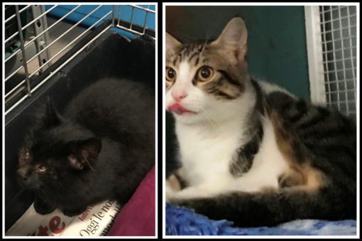 L'appello dell'Enpa: &quot;Due gattini di pochi mesi cercano casa&quot;