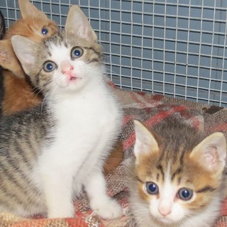 I gattini dopo le cure;