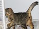 Millesimo, gattino abbandonato in un cassonetto della spazzatura Millesimo, gattino abbandonato in un cassonetto della spazzatura