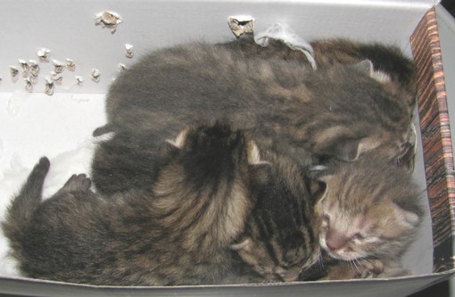 Gattini abbandonati a Valleggia Gattini abbandonati a Valleggia
