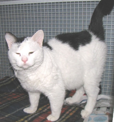 News natalizie dall'Enpa: un abbandono e due adozioni