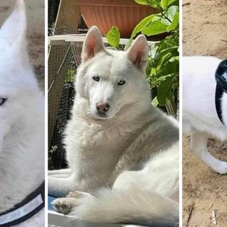 Husky smarrito da sabato 29 maggio a Savona: l'appello dei proprietari per ritrovarlo