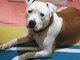 Pontinvrea, smarrito Hero, un cane razza Amstaff
