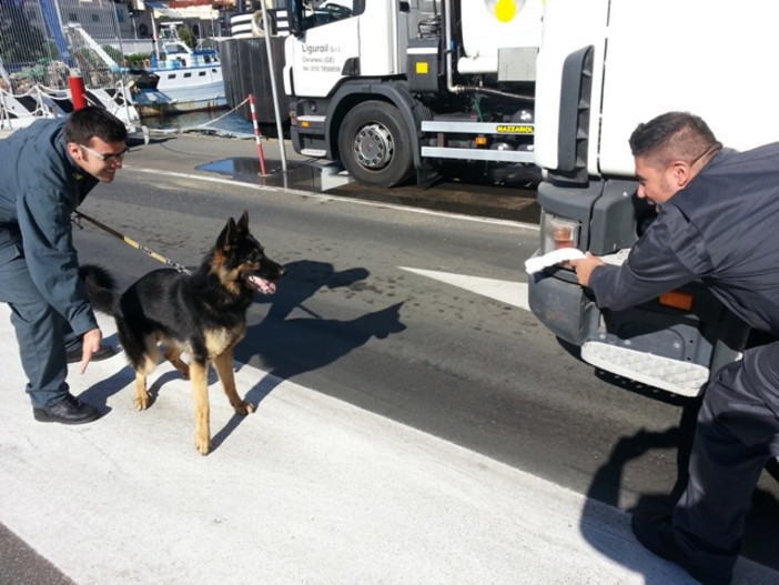 I nuovi "agenti" a quattro zampe della Finanza fiutano e trovano droga al Palacrociere di Savona: una denunciata I nuovi "agenti" a quattro zampe della Finanza fiutano e trovano droga al Palacrociere di Savona: una denunciata