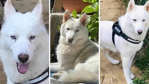 Husky smarrito da sabato 29 maggio a Savona: l'appello dei proprietari per ritrovarlo Husky smarrito da sabato 29 maggio a Savona: l'appello dei proprietari per ritrovarlo