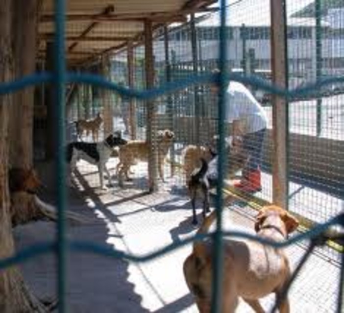 Elsa Nata Libera e Pierino per il Canile di Finale Ligure