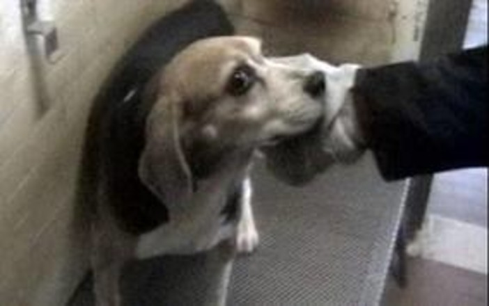 Protesta on line contro il provvedimento del Tar "pro-vivisezione" e il plauso del sindaco di Varazze Delfino Protesta on line contro il provvedimento del Tar "pro-vivisezione" e il plauso del sindaco di Varazze Delfino