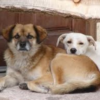 Ordinanza anti - animali del sindaco di Carcare, è rivolta in mezza Italia