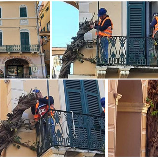 Pietra Ligure, Carrara (gruppo "Centrodestra"): "Garantire la cura del glicine in piazza vecchia"