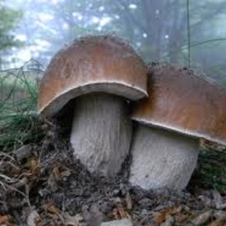 Provincia e inquinamento, Caviglione (Idv): "Vaccarezza scelga: o i prodotti tipici, o la centrale a biomassa" Provincia e inquinamento, Caviglione (Idv): "Vaccarezza scelga: o i prodotti tipici, o la centrale a biomassa"