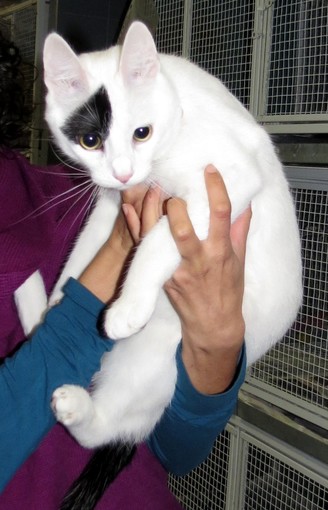 Savona alla Ubik "L'insostenibile tenerezza del gatto"