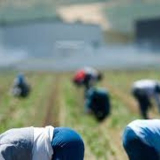 Caporalato agricolo ad Albenga: otto rinvii a giudizio