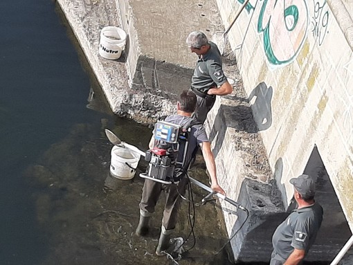 Savona, in corso l'intervento di recupero dei pesci alla foce del Letimbro (FOTO E VIDEO) Savona, in corso l'intervento di recupero dei pesci alla foce del Letimbro (FOTO E VIDEO)