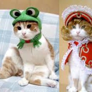 Varazze, domenica 23 febbraio, Carnevale degli animali”