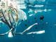 In foto la plastica che nuoce alla vita nei mari In foto la plastica che nuoce alla vita nei mari