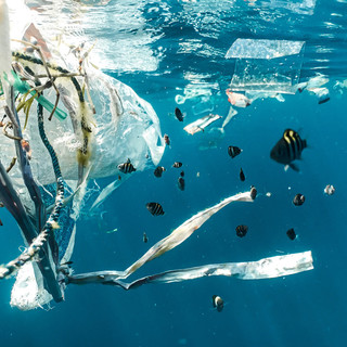 In foto la plastica che nuoce alla vita nei mari