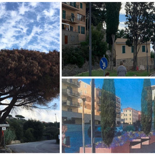 Finale, abbattimento cipressi in via Cappa. Guzzi: "Lavori di rigenerazione arborea, il pino di San Bernardino ritenuto pericoloso" Finale, abbattimento cipressi in via Cappa. Guzzi: "Lavori di rigenerazione arborea, il pino di San Bernardino ritenuto pericoloso"