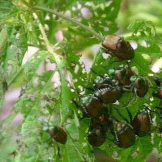 Liguria verde, Boeri (Coldiretti): "La globalizzazione porta dannosi organismi alieni" Liguria verde, Boeri (Coldiretti): "La globalizzazione porta dannosi organismi alieni"