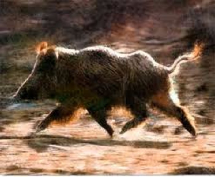 La Confederazione Italiana Agricoltori raccoglie 1990 firme per i danni causati dai cinghiali