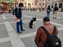 "Posso fare qualche foto ai vostri cani?": "Doggoweeke" , i suoi scatti e le storie degli amici a 4 zampe