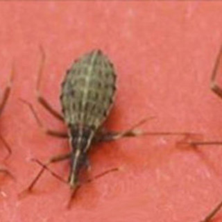 Allarme nel Savonese: se avvistate questo insetto… è una colossale bufala