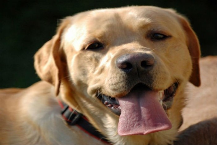 Domenica "Turista a 4 zampe" a Borghetto Santo Spirito