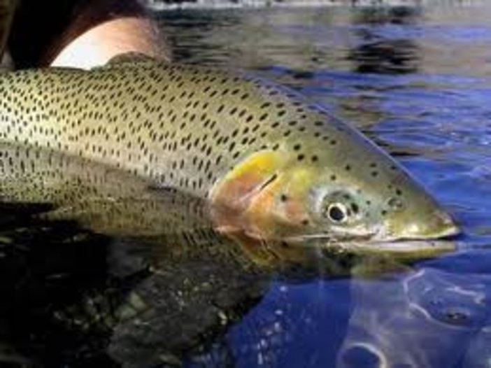Il sindacato pescatori denuncia: "Stanno tentando di distruggere anche il Riofreddo" Il sindacato pescatori denuncia: "Stanno tentando di distruggere anche il Riofreddo"