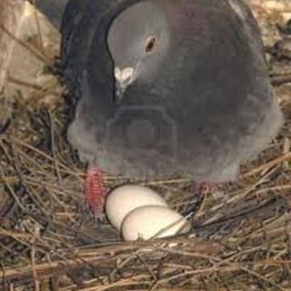 Enpa: edilizia devastante a Laigueglia