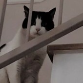 Savona, addio a Oliver: gatto “mascotte” della Rusca investito da un’auto pirata scappata senza fermarsi