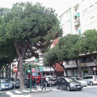 Savona, abbattimento pini in corso Tardy &amp; Benech. WWF: "Danno ambientale molto rilevante"