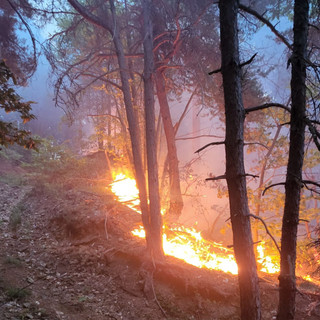 Stato di Grave pericolosità per incendi boschivi Carabinieri Forestali rafforzano i controlli Stato di Grave pericolosità per incendi boschivi Carabinieri Forestali rafforzano i controlli