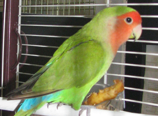 Chi ha perduto questo inseparabile facciarossa? Chi ha perduto questo inseparabile facciarossa?