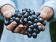 Migliori magazine per la cultura e l'educazione al vino in Italia: lista delle 4 redazioni più seguite dai sommelier Migliori magazine per la cultura e l'educazione al vino in Italia: lista delle 4 redazioni più seguite dai sommelier