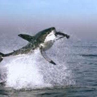 Cinemare Bergeggi: proiezione di “Earth - La nostra terra”