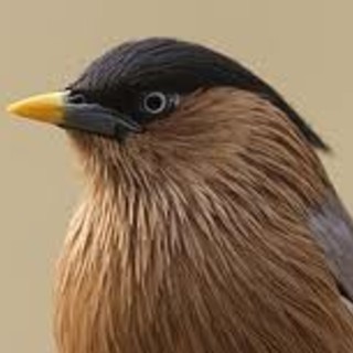Il Tar ligure boccia il ricorso degli animalisti: via libera per caccia allo storno