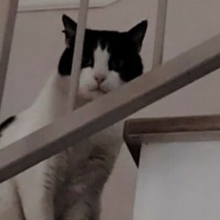 Savona, addio a Oliver: gatto “mascotte” della Rusca investito da un’auto pirata scappata senza fermarsi