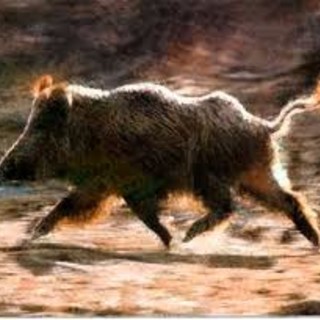 La Confederazione Italiana Agricoltori raccoglie 1990 firme per i danni causati dai cinghiali