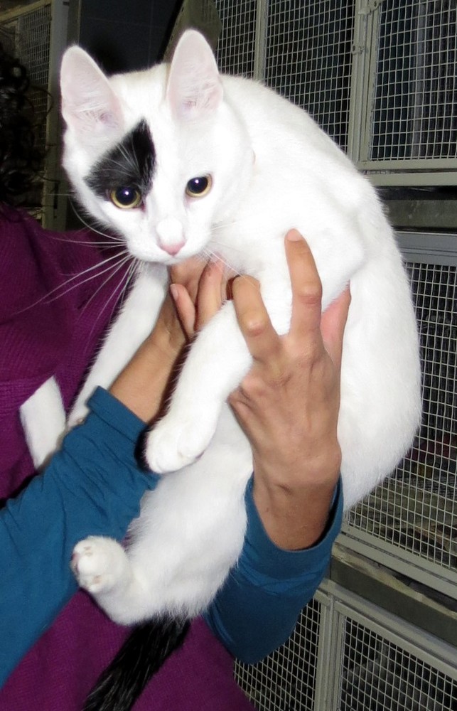 Savona alla Ubik "L'insostenibile tenerezza del gatto"