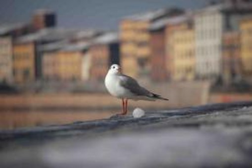 Caso gabbiani: Enpa soddisfatta dalle dichiarazioni di Ripamonti, e rilancia