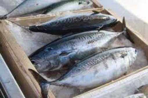 Asta del pesce ligure all’Ipercoop Il Gabbiano Asta del pesce ligure all’Ipercoop Il Gabbiano